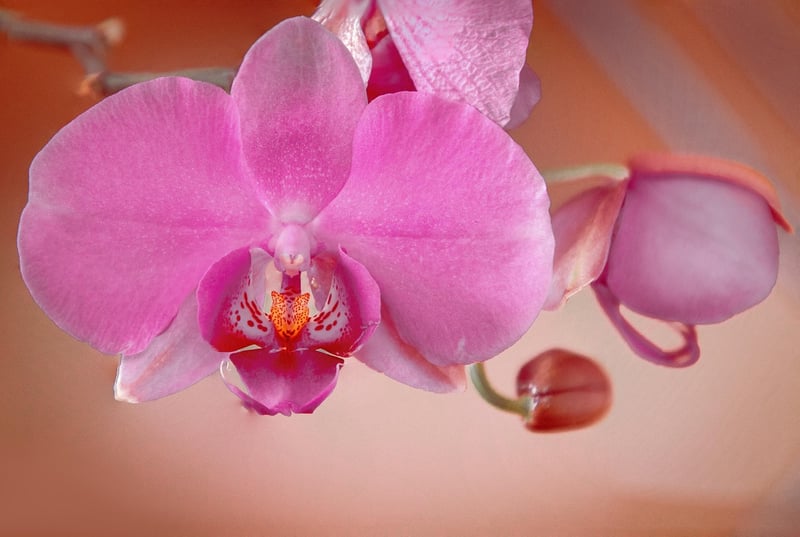 Orchid